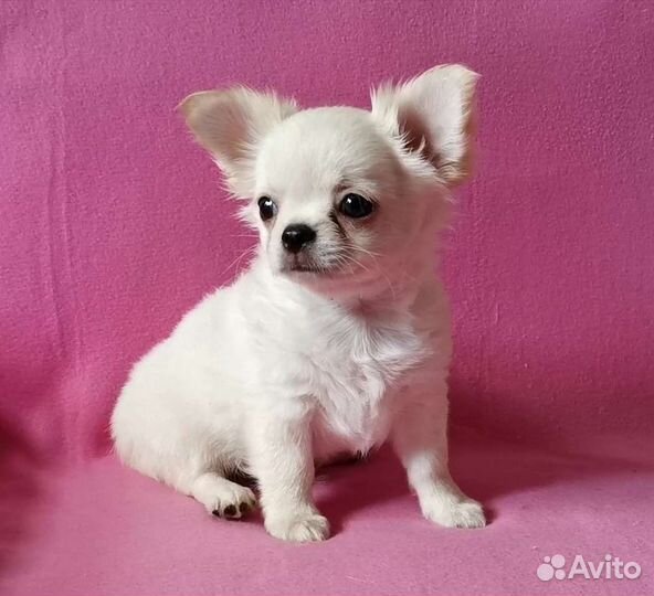 Чихуахуа мальчик