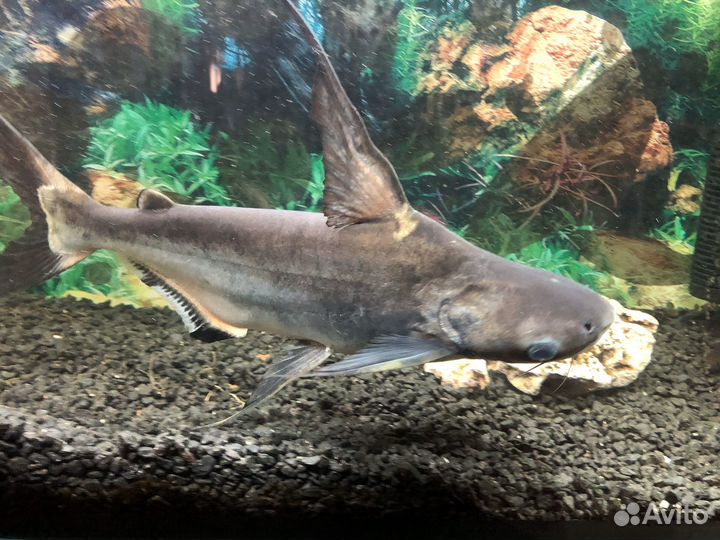 Аквариумные рыбки