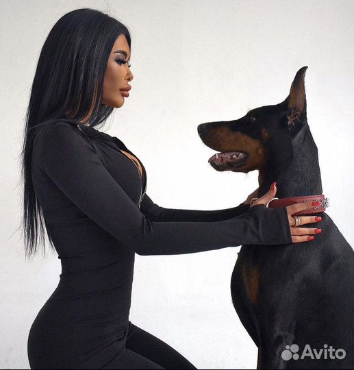 Доберман для фотосессии