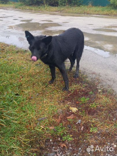 Найдена собака