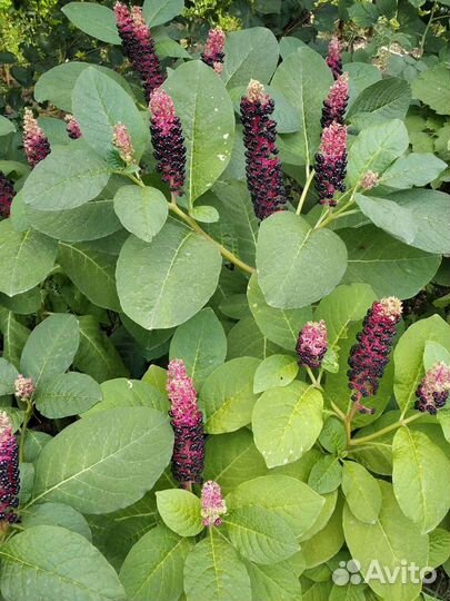 Ромашка жёлтая,птицемлечник, локонос