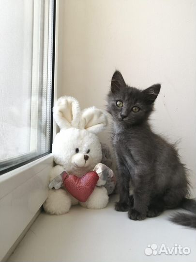Котенок мальчик