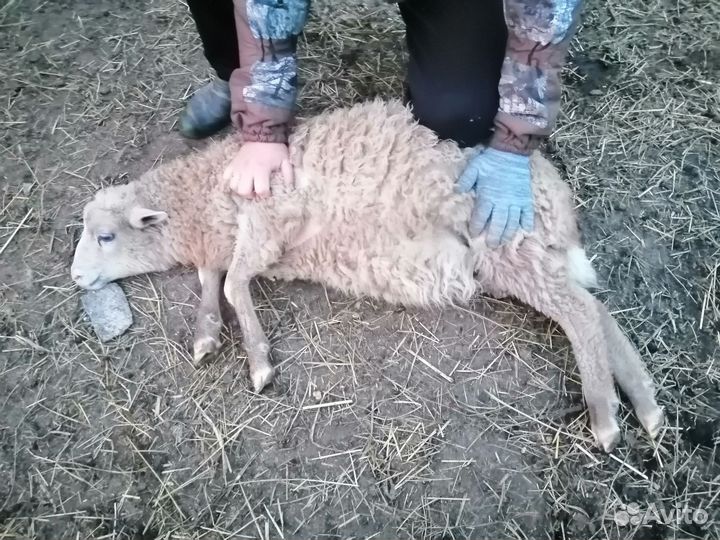 Бараны ягнята