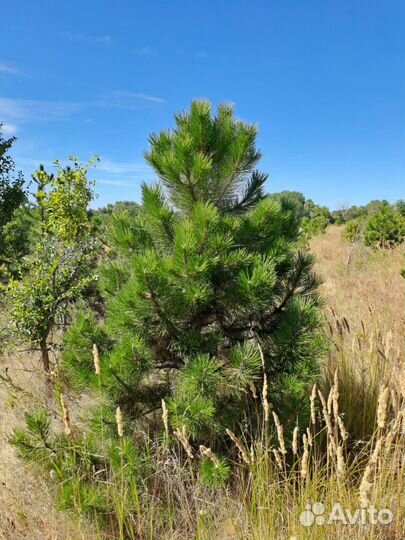 Крымская сосна