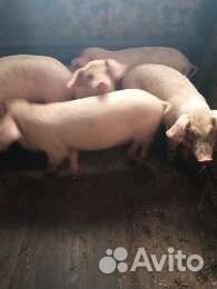 Поросята ландрас