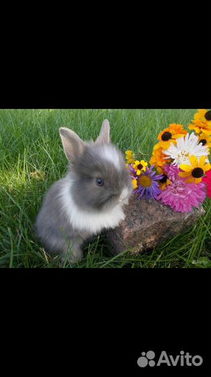 Карликовые кролики из питомника