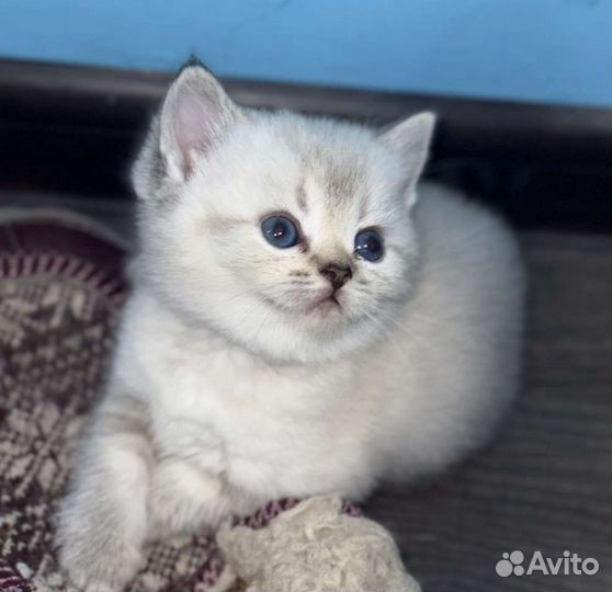 Плюшечка, шиншилла