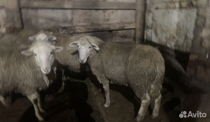 Бараны, ярки, овцы