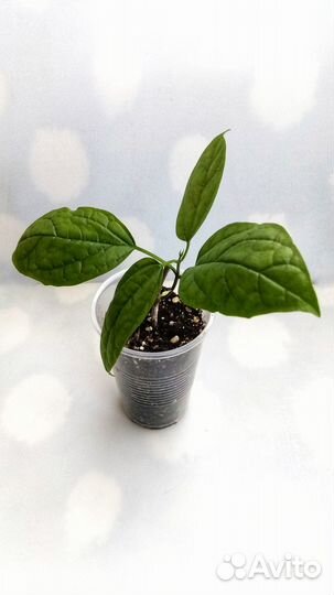 Клеродендрум Томпсона