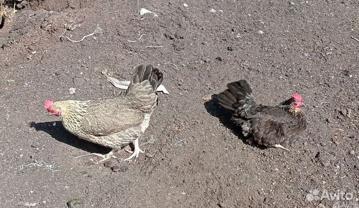 Петухи, куры, цыплята