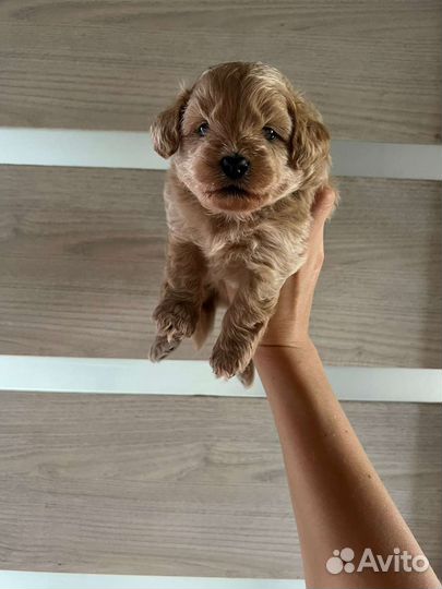 Мальтипу ф1 девочка карамель