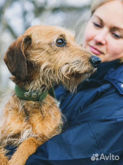 Пёс Саня ищет любящего хозяина