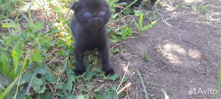 Вислоухие котята