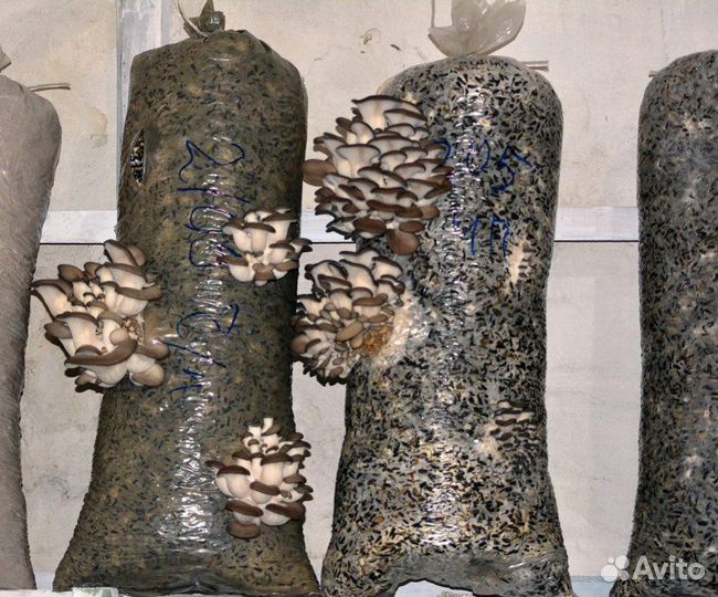 Порадуй себя полезными