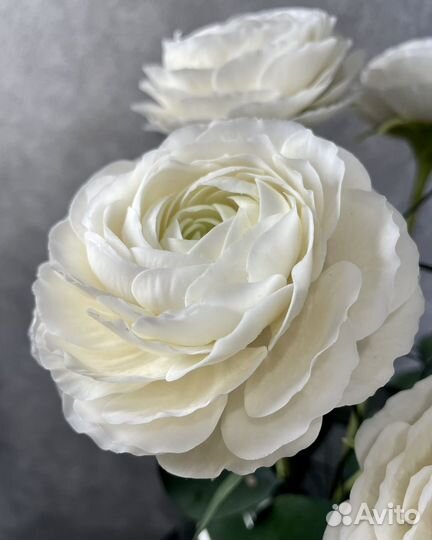 Ранункулюсы букет