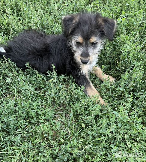 Отдам бесплатно щенка