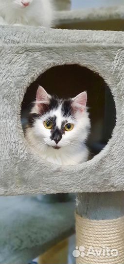 Кошка Клякса в добрые руки бесплатно