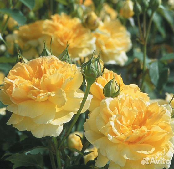 Роза Мулинекс