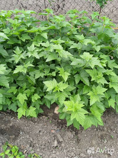 Кусты смородины