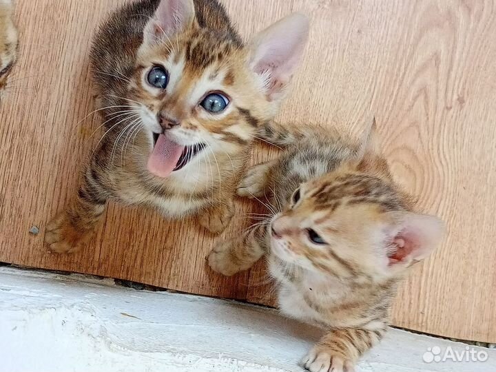 Бенгальские котята