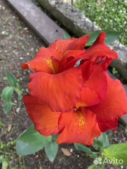 Клубни канны