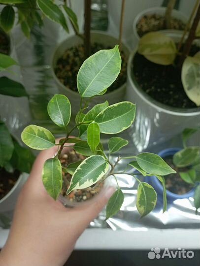 Фикус Лавли