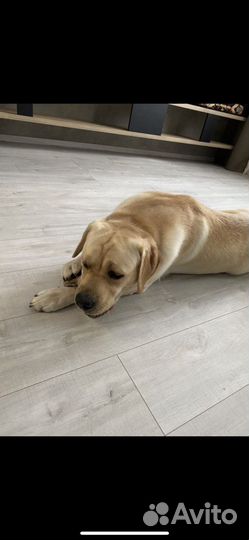 Лакомства для собак