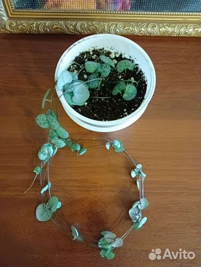 Лансифолия,Церопегия, Фикус бенджамина