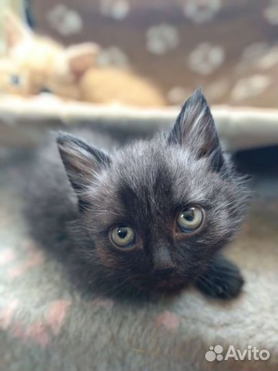 Котятки, 1 мес