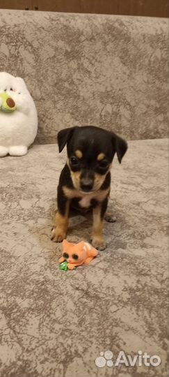 Щенки той-терьера