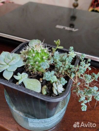 Комнатные цветы