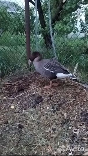 Гусь белолобый