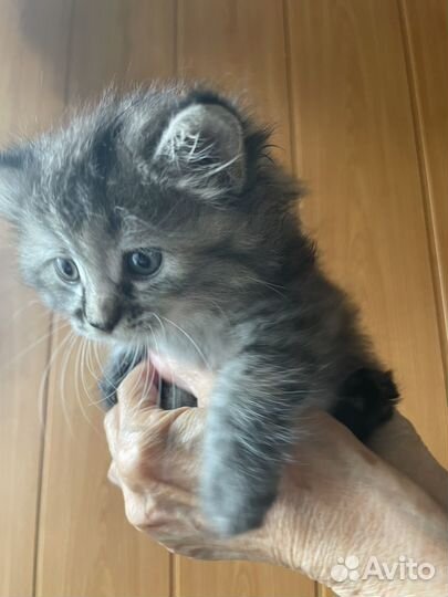 Кошечка в добрые руки