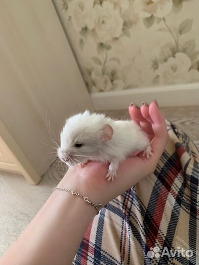 Шиншилленок