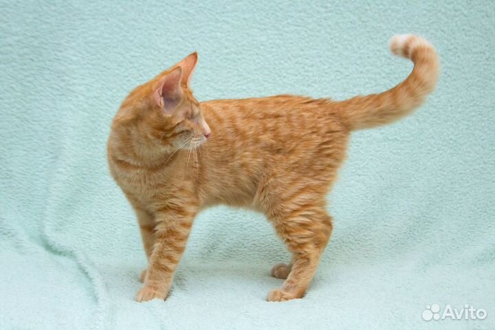 Сантана - слепой ласковый рыжий котик