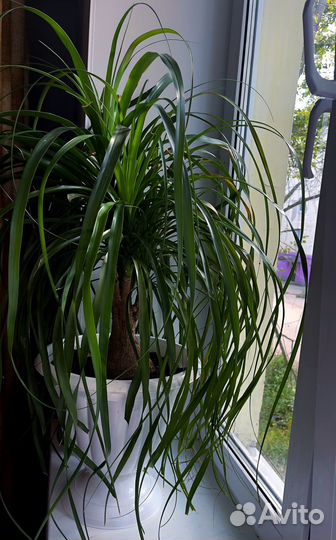 Шикарная пушистая налина