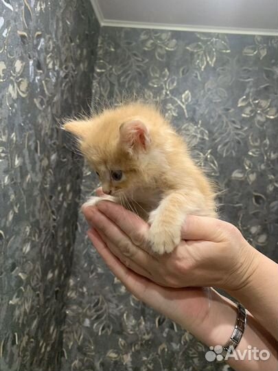 Отдам в добрые руки