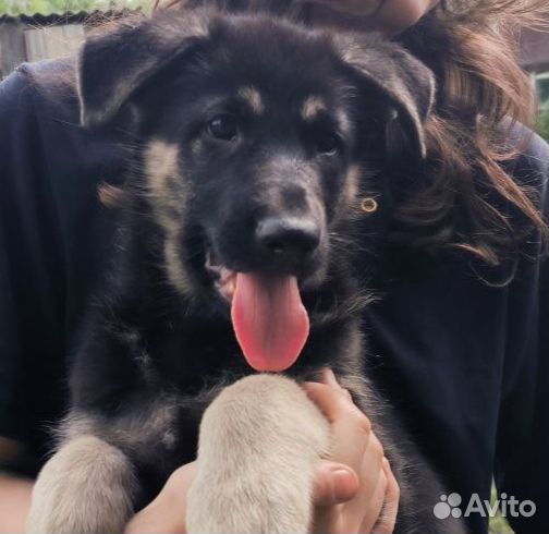 Щенки восточно-европейской овчарки