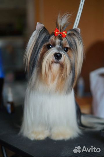 Щенки бивер йорка