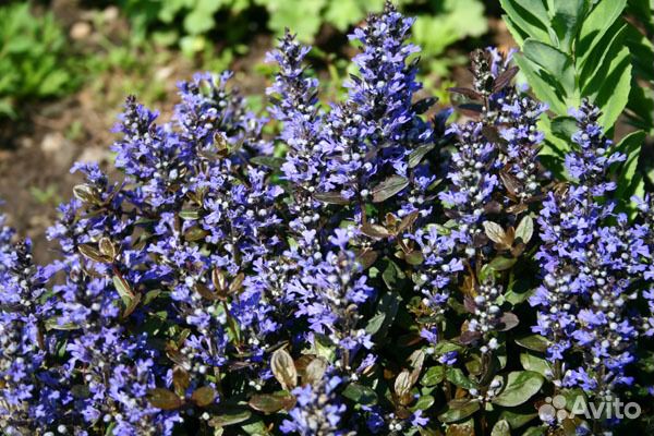 Молочай многоцветковый