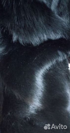 Шуба (волк )