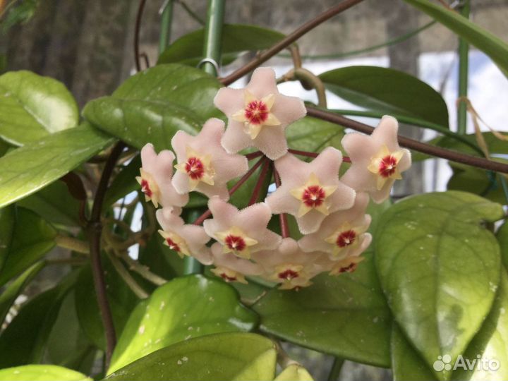 Хойя Карноза