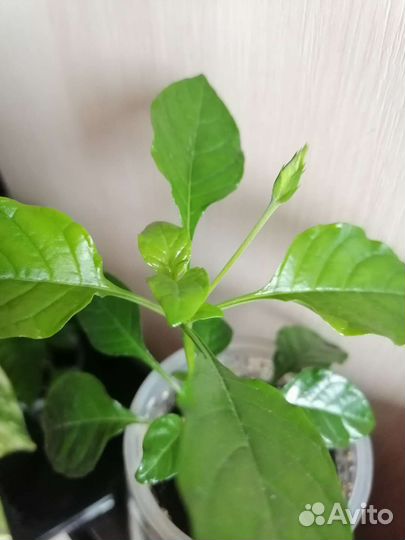 Цветущая Кроссандра Тропик Оранжевая