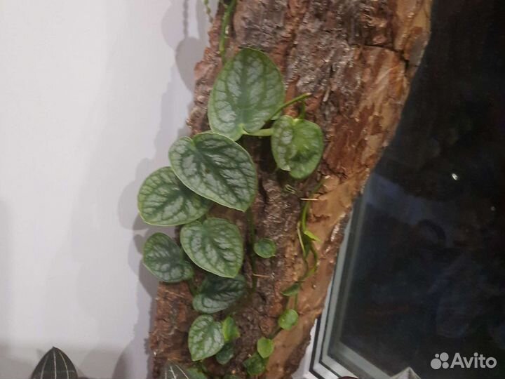 Монстера дубиа