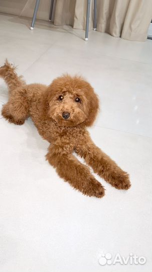 Карликовый пудель красный