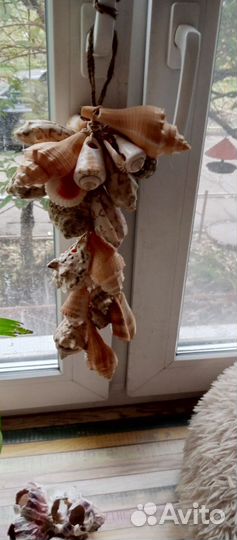 Морские ракушки