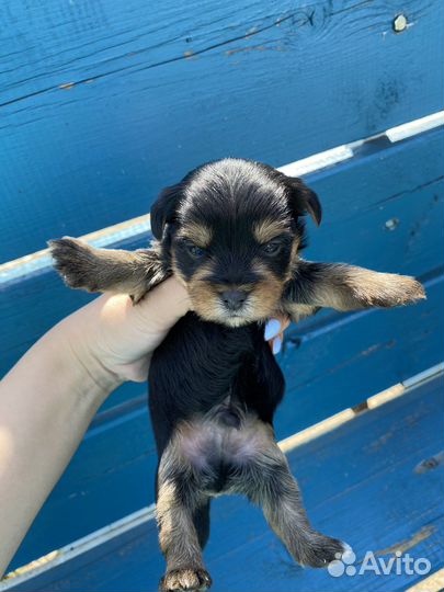 Йоркширский терьер