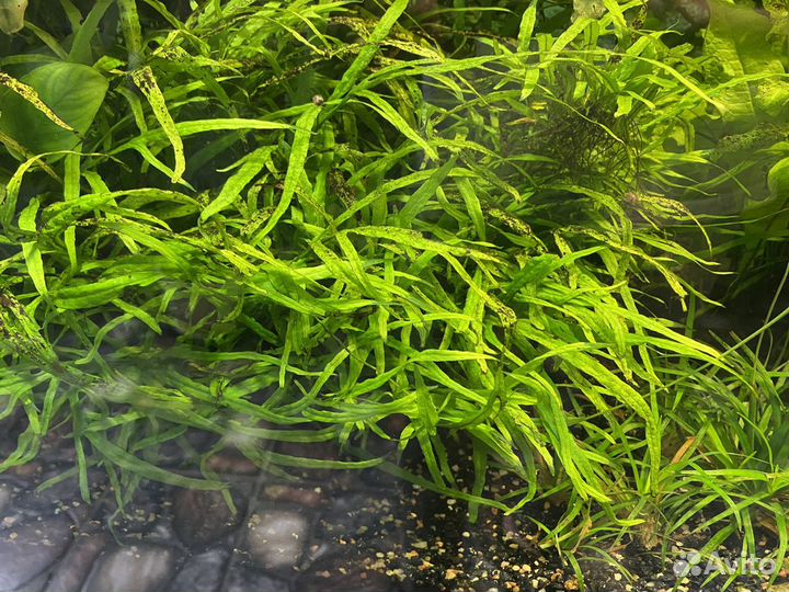 Аквариумные растения, сомики анциструсы