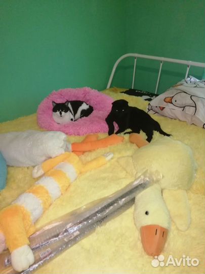 Передержка кошек 