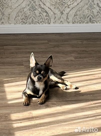 Вязка кобель чихуахуа